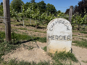 Enlèvement arbre urgence Meyzieu