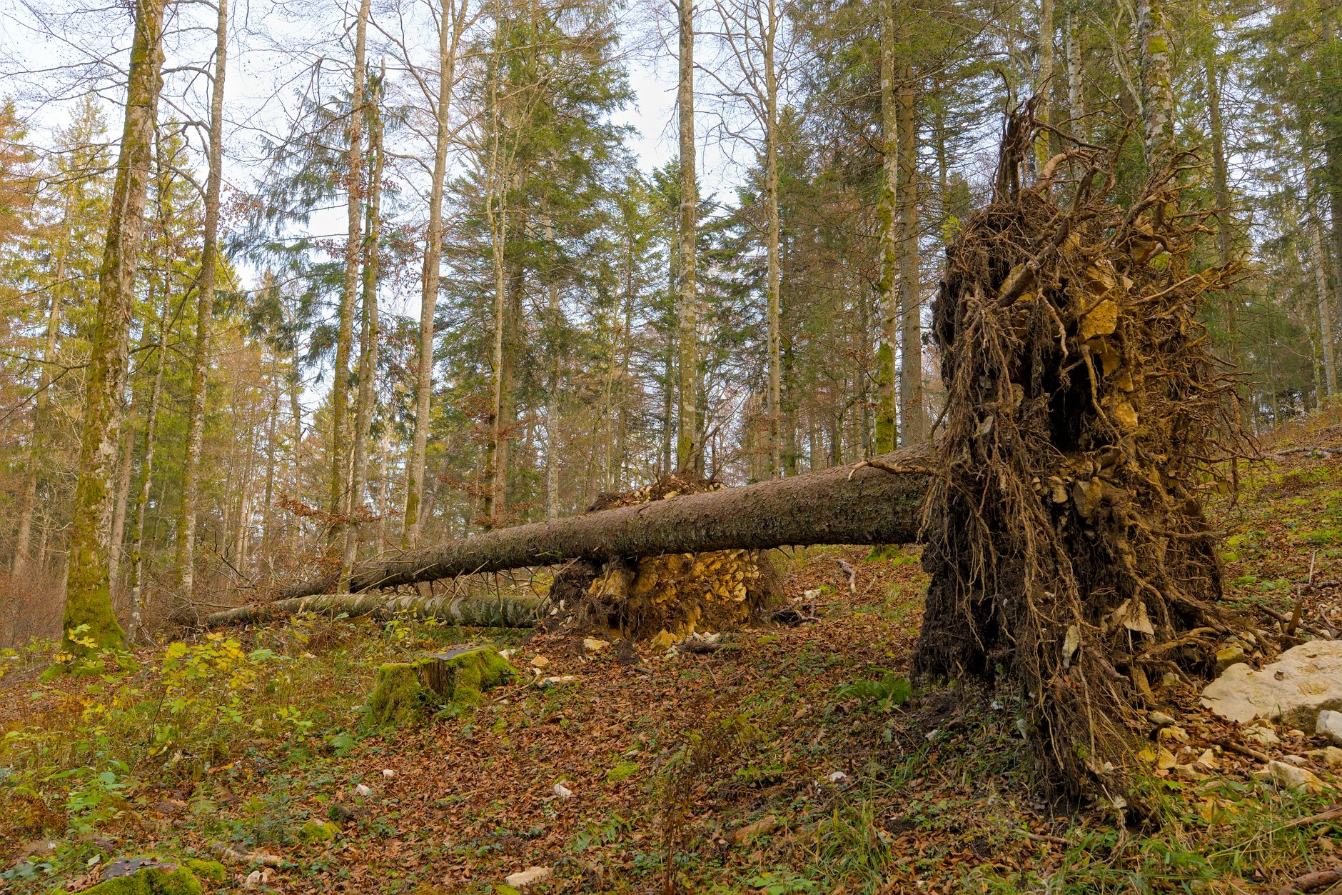 Enlèvement arbre urgence équipe à Meyzieu